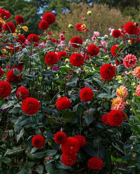Dalije su među cvijećem koje vole kasno ljeto