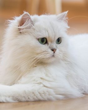 Neke mačke osvajaju svojom ljepotom i slatkoćom