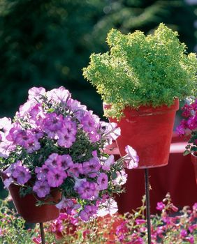 U posudi odgovarajuće veličine biljke će biti sretnije nego ikad
