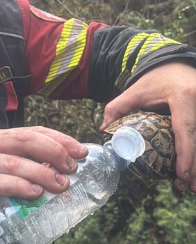 Vatrogasac na Pelješcu daje vode žednoj kornjači