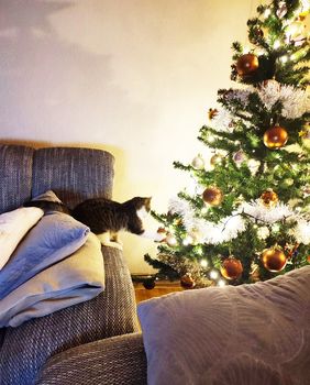 Ima li kakva ptičica u boru?