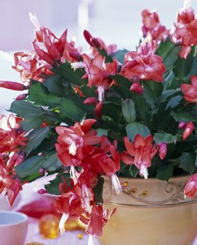 Božićni kaktus - 5