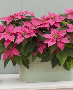 Ružičasta božićna zvijezda