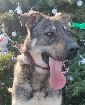 Advent u Dumovcu održat će se 14. i 15. prosinca - 4