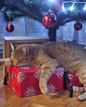 Sonja Banjan Matosevic