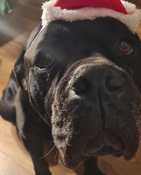 Pas Otto iz Dumovca sretno udomljen nakon pet i pol godina - 4