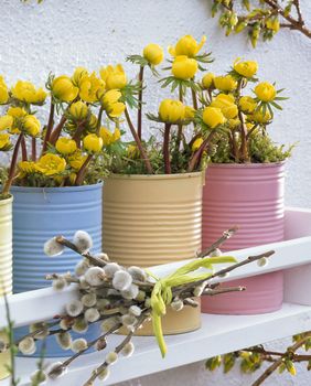 Rana ozimnica je trajnica idealna za romantične vrtove - 6