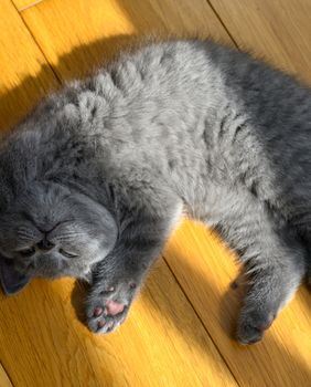 Maca leži na leđima