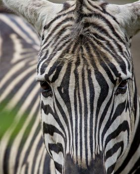 Tijekom školskih praznika u Zoološkom vrtu Grada Zagreba održava se Zoo avantura - 6