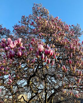Magnolija sa zagrebačkog Tomislavca već je procvjetala