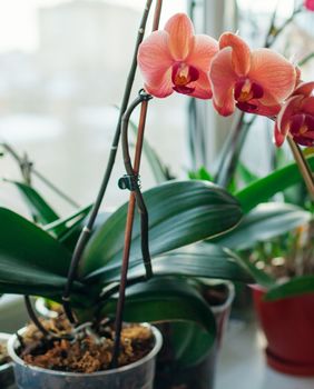 Previše vode nikad nije dobro za biljku