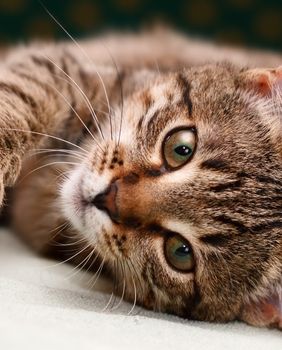 Mačji brkovi jednako su fascinantni kao i same mace