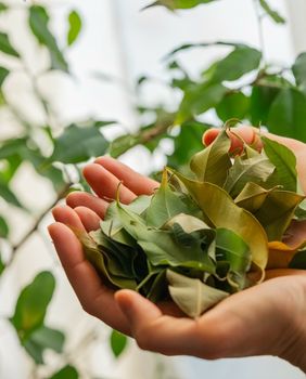 Ako vam je biljka iznenada počela gubiti lišće, ne trebate paničariti