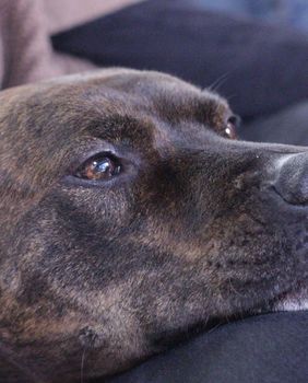 Pas drži glavu u krilu