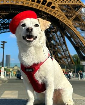 Elko je pas koji putuje svijetom, a bio je ostavljen u zalijepljenoj kutiji