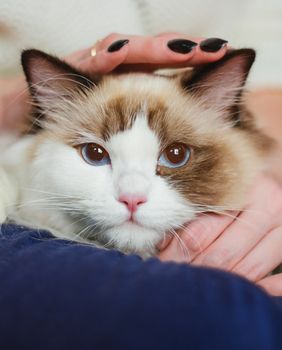 Mačka sjedi u krilu