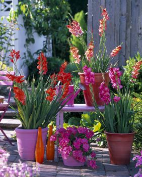Iako gladiole najčešće viđamo u vrtovima i velikim cvjetnim gredicama, dobra vijest je da ih možete uzgojiti i u tegli - 6