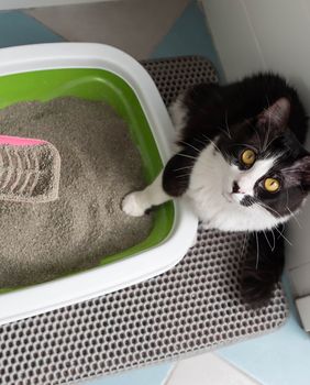 Mačkama nije svejedno gdje stoji njihova posuda s pijeskom