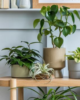 Uz još malo discipline sobne biljke zdrave će dokečati proljeće