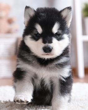 Štene aljaškog malamuta