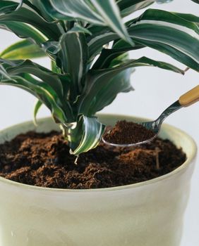 Kava nije dobro rješenje za neke biljke