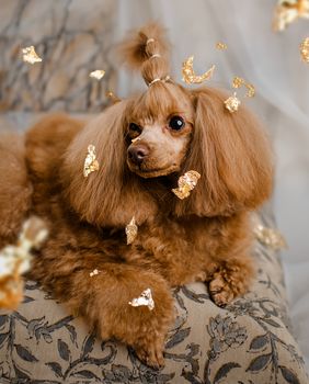 Dubai Luxe tretman jedinstveni je premium spa ritual za pse - 8