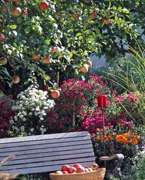 Uz dobre savjete, stablo će biti puno plodova