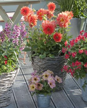 Budite oprezni s iznošenjem cvijeća van