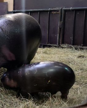 Par zagrebačkih patuljastih vodenkonja Otto i Inola dobili su mladunče koje još nema ime - 3