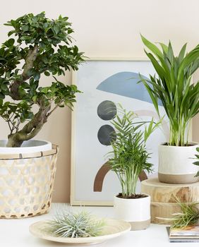 Biljka kave lijepo će se uklopiti u zeleni kutak