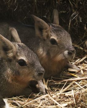 Mladunci mara iz zoo vrta Zagreb lijepo napreduju - 2