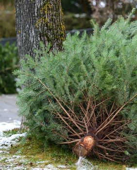 Što s borom nakon blagdana?