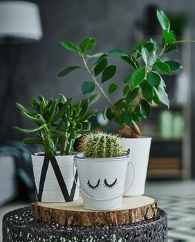 Neke biljke zahtijevaju zaista minimalno svjetlosti