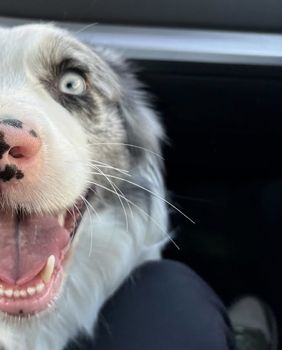 Kujica Blue koja je bila ostavljena na Autobusnom kolodvoru u Zagrebu otišla je u novi dom - 7