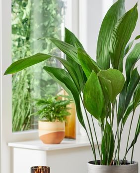 Aspidistra