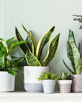 Neke biljke trebaju malo drugačiju njegu