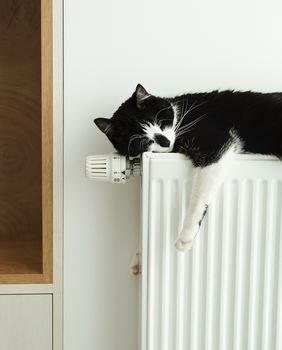 Mačka leži na radijatoru