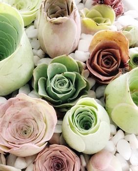 Sukulenti u obliku ruže