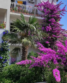 Denis Bojčić iz Splita strastveni je uzgajivač bugenvilija, hibiskusa i ostalog bilja - 3