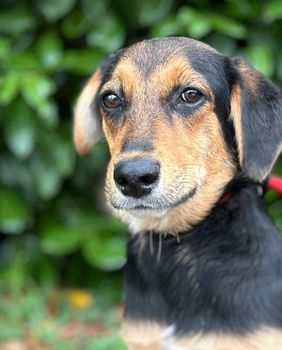 'Njušimo ljubav' je nova akcija udomljavanja u Skloništu Dumovec - 4