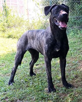 Catherine i Balto u Dumovcu čekaju svoj novi dom