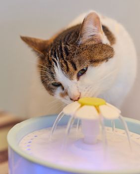 Maca piju vodu iz mačje fontane