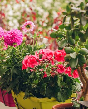 Ne treba sve cvijeće obilno zalijevati kada je vruće