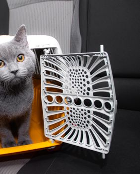 Mačka u transporteru