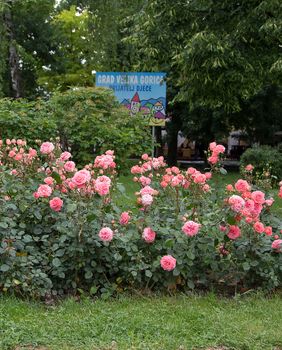 Velika Gorica ima svoju ružu koja krasi nekoliko lokacija u gradu - 10