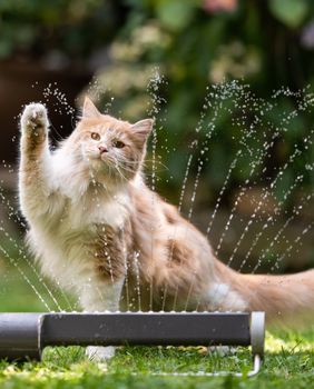 Kako najbrže pomoći vašoj ljubimici kad joj je vruće?
