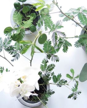 Radionica biljaka O\'bilje