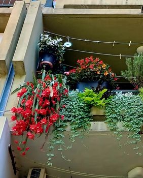 Zagrebački balkon prepun cvijeća zadivljuje prolaznike - 14