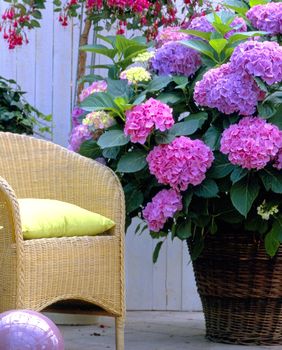 Ružičaste hortenzije