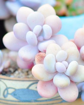 Sukulent mjesečev kamen